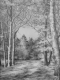 Sous-bois 01 - Arbres et forêts
