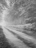 Sous-bois 02 - Arbres et forêts
