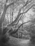 Sous-bois 03 - Arbres et forêts