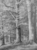 Sous-bois 04 - Arbres et forêts