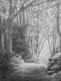 Sous-bois 05 - Arbres et forêts