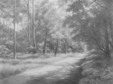 Sous-bois 06 - Arbres et forêts
