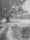 Sous-bois 07 - Arbres et forêts