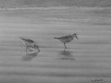 Les bécasseaux (crayon graphite) 24/31cm. 2014 - Paysages marins (suite)